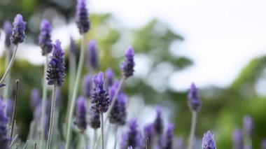 Lavanta çiçekleri rüzgarda hafifçe sallanıyor.