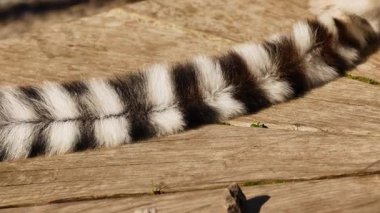 Lemur ahşap bir platformda hareket ediyor