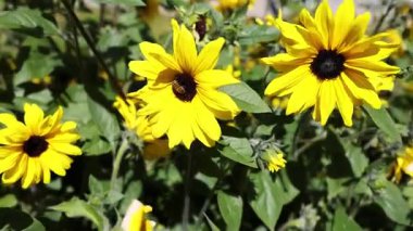 Piedmont, İtalya 'da polen salan ayçiçekleri