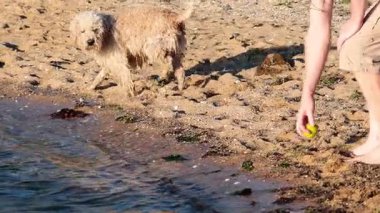 Köpek top alıp suda oynuyor.