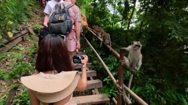 Turistler ormanda maymunlarla etkileşim halindedirler.