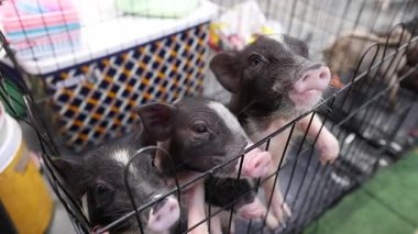 Sevimli minik domuzlar hevesle bir ağılda yemek yiyorlar.