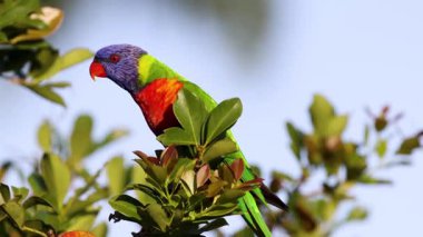 Renkli lori yapraklı bir dala tünemiş.
