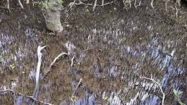 Bir mısır yılanının (Pantherophis guttatus) nazik hareketini ve karmaşık desenini yakalayan sakin bir yakın çekim video çerçevesi (). 