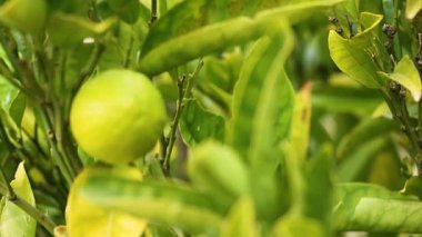 Yeşil meyveli limon ağacına yakın çekim