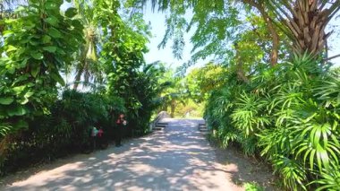 Bangkok 'un Rama 9 Parkı' nda güneşli, yapraklı bir patika boyunca sakin bir yürüyüş, canlı yeşillik ve sakin bir çevre sergiliyor.