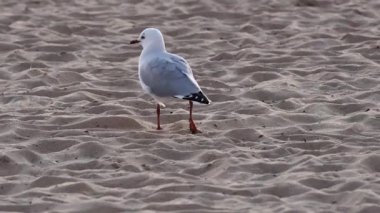 Kumsalda yürüyen bir martı.