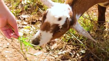 Bir keçi, güneşli bir çiftlik ortamında, etkileşim ve özen göstererek elleriyle otlatılır.
