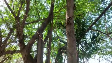 Parkta sakin suyun yanında geniş kökleri olan büyük bir ağaç.