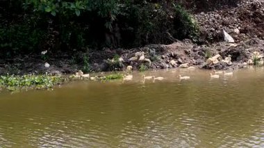 Ördekler havuzda yüzüyor ve etkileşimde.