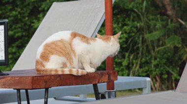 Turuncu ve beyaz kedi ahşap korkuluklarda