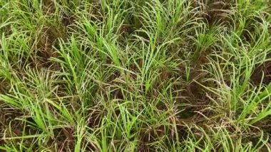 Port Douglas 'taki canlı şeker kamışı tarlalarının havadan görünüşü, doğal ışıklandırma altında yemyeşil sergileniyor.