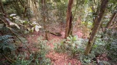 Yoğun bir yağmur ormanının sakin manzarası. Güneş ışığı içinden süzülüp Port Douglas 'ın canlı yeşilliğini gözler önüne seriyor.