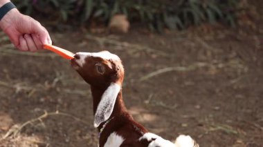 Genç bir keçiyi havuçla besleyen kişi..