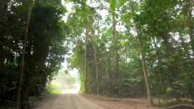 Port Douglas 'ta yumuşak, doğal aydınlatma altında yoğun ve canlı yeşilliklerle çevrili toprak bir yol boyunca sakin bir sürüş.