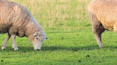 bir alanda çim yeme koyun
