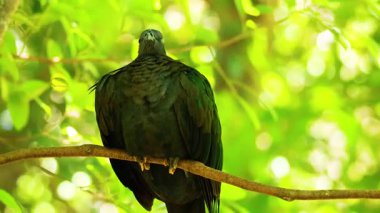 Bir ağaç dalı Nicobar güvercin tünemiş