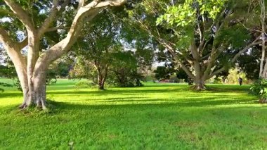 Ağaçların arasından süzülen güneş ışığıyla yemyeşil bir park, sakin bir atmosfer yaratıyor. Altın Sahilde, Avustralya 'da yakalandı.