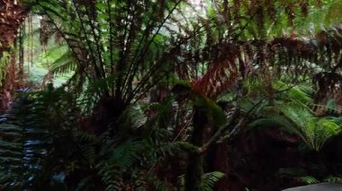 Yağmur ormanları boyunca yemyeşil.