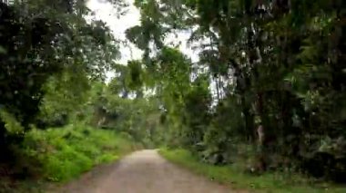 Avustralya 'nın Port Douglas kentindeki yoğun ve canlı yağmur ormanlarında yumuşak doğal ışıklandırma altında virajlı toprak bir yolda bir araç geziniyor.
