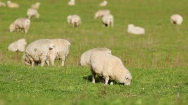 Koyunlar parlak gün ışığında canlı yeşil bir tarlada huzur içinde otluyor ve Yeni Zelanda 'da huzurlu kırsal yaşam sergiliyor.