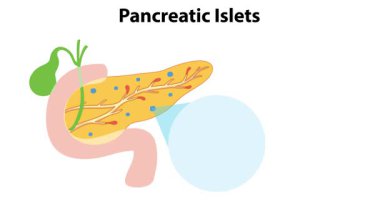 Farklı pankreas adacık hücrelerinin çizimi