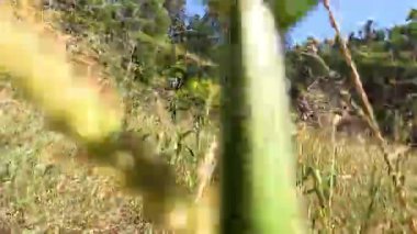 Coonabarabran 'da uzun otların arasında yürüyorum.