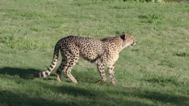 Avustralya Hayvanat Bahçesi 'nde çimlerde gezinen çita.