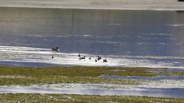 Ördekler Yeni Zelanda, Wanaka 'da sakin bir göl boyunca yumuşak doğal ışık altında, huzurlu ve uyumlu bir sahne yaratarak zarifçe ilerlerler.