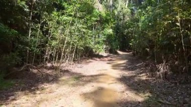 Yoğun yağmur ormanları boyunca kıvrımlı bir yolun hava görüntüsü, canlı yeşillik ve doğal ışık sergiliyor.