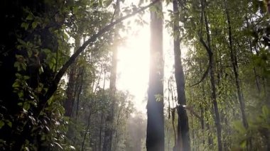 Yoğun yağmur ormanlarından süzülen güneş ışığı