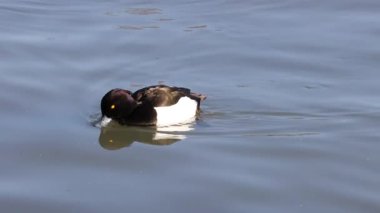 Tek bir ördek gölde sakince yüzer..