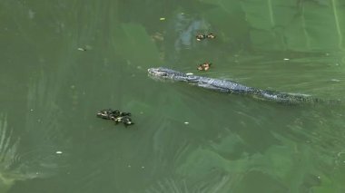 Kertenkele, kaplumbağalar arasında suda süzülür.