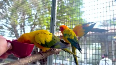 Papağanlar yüzen bir pazarda besleniyorlar.