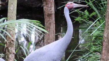 Zarif brolga turnası çevresiyle etkileşimde.