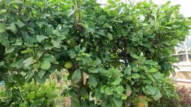 Park ortamında elma ağacı