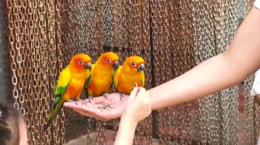 Renkli kuşlar ziyaretçilerin elleriyle etkileşimde.