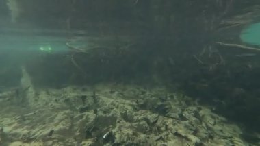 Temiz su, kök ve suda yaşam gözlemlendi.