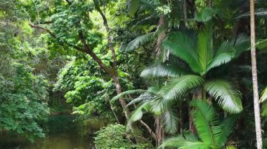 Drone görüntüleri Port Douglas 'ın Daintree Yağmur Ormanı' nın canlı yeşil ve dingin su yollarını gün ışığında yakalıyor.