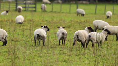Yeni Zelanda 'daki Tekapo Gölü' nün yumuşak gün ışığında yemyeşil bir çayırda huzur içinde otlayan koyunlar görülüyor.
