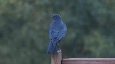 Karga tünemiş, etrafa bakıyor ve cıvıldıyor