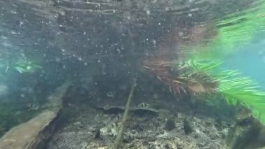 Temiz su, canlı su ekosistemini ortaya çıkarır.