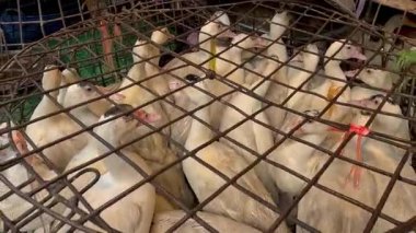 Ördekler tel kafese kapatılmış, muhtemelen satılıktır.