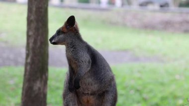 Bir valabi durur ve etrafına bakar.