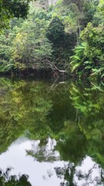 İnsansız hava aracı yemyeşil ve yansımalı sakin yağmur ormanları nehri yakalıyor. Yumuşak ışık, dinginliği ve doğal atmosferi arttırır.