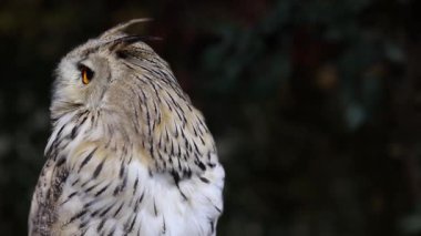 Bir baykuş başını çevirir, çevreyi tarar..