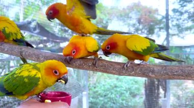 Renkli papağanlar bir dal üzerinde etkileşim içindeler.