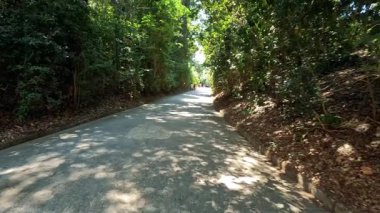 İnsan köpeğini gölgeli bir yolda yürütür.