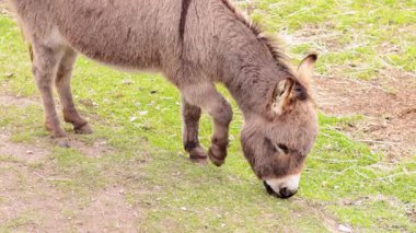 Bir eşek yeşil çimlerde huzur içinde otlar.