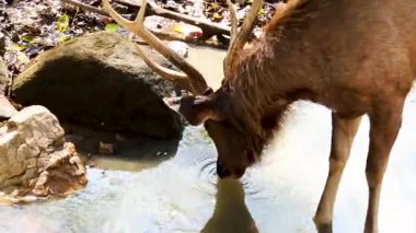 Doğal yaşam alanında geyik içme suyu